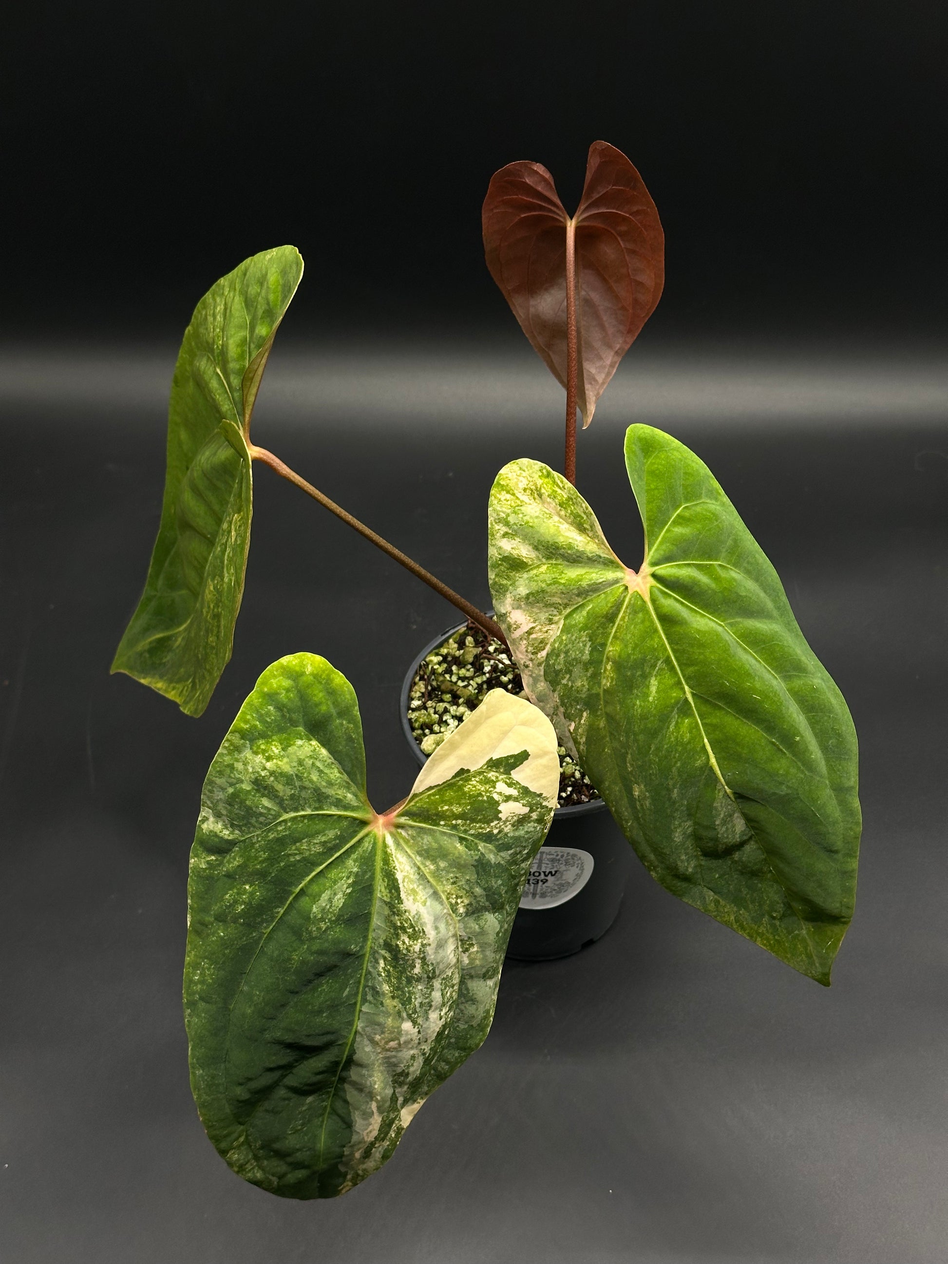Anthurium Papillilaminum x 'Rusty Long' in a black pot, featuring large, heart-shaped variegated leaves and a new reddish-bronze leaf emerging.