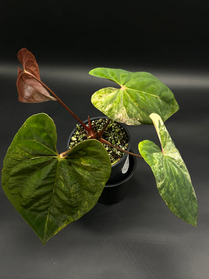 Anthurium Papillilaminum x 'Rusty Long' in a black nursery pot with variegated heart-shaped leaves and reddish petioles, showcasing its dramatic and moody appearance.