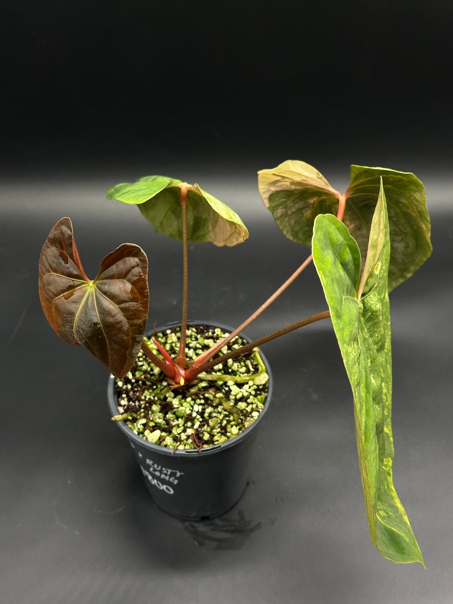 Anthurium Papillilaminum x 'Rusty Long' in a black pot, showcasing heart-shaped leaves with coppery-bronze tones and reddish stems, ideal for exotic plant collectors.