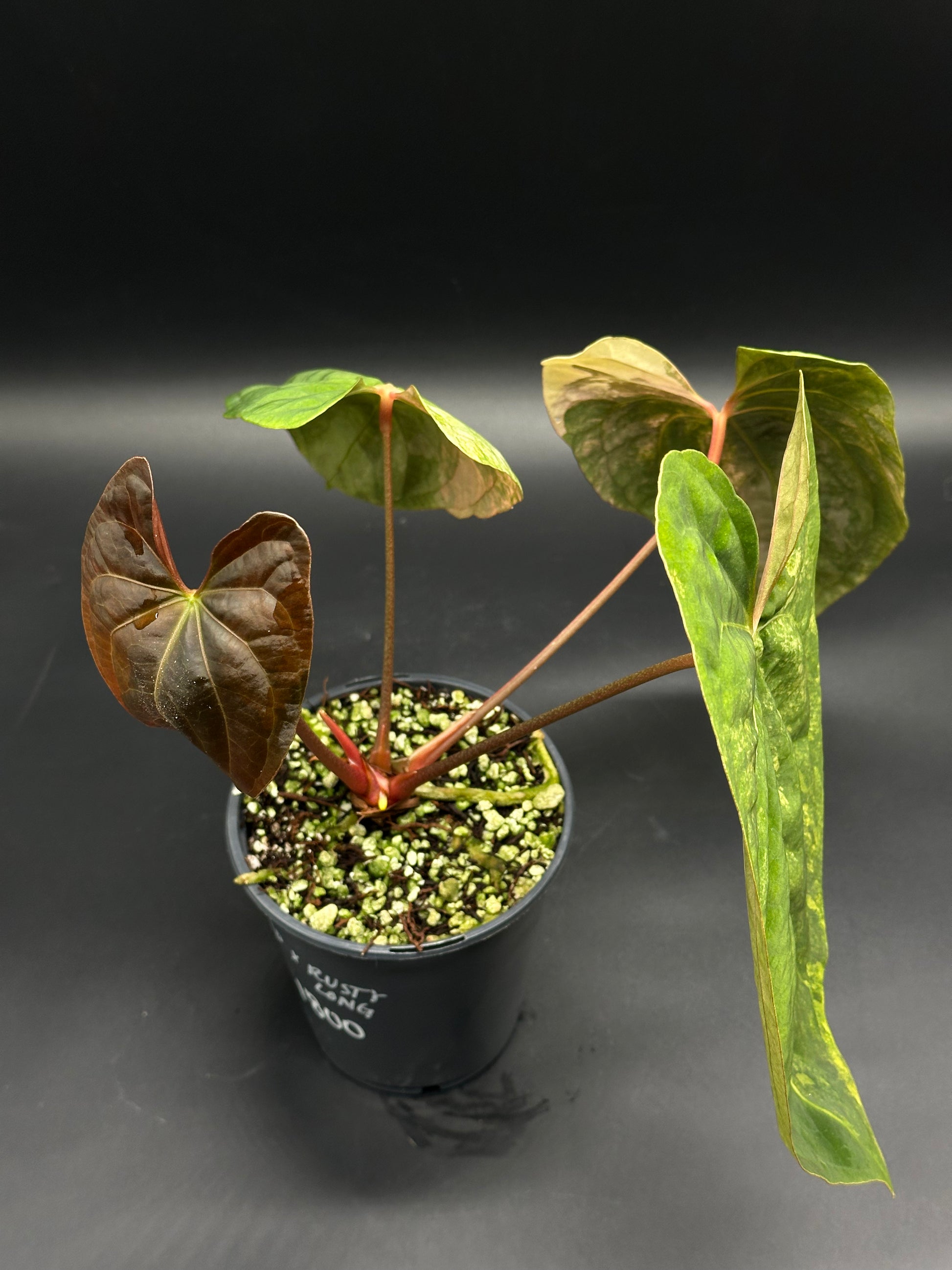 Anthurium Papillilaminum x 'Rusty Long' in a black pot, showcasing heart-shaped leaves with coppery-bronze tones and reddish stems, ideal for exotic plant collectors.