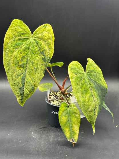 Anthurium peach lava bullion X (520W136)