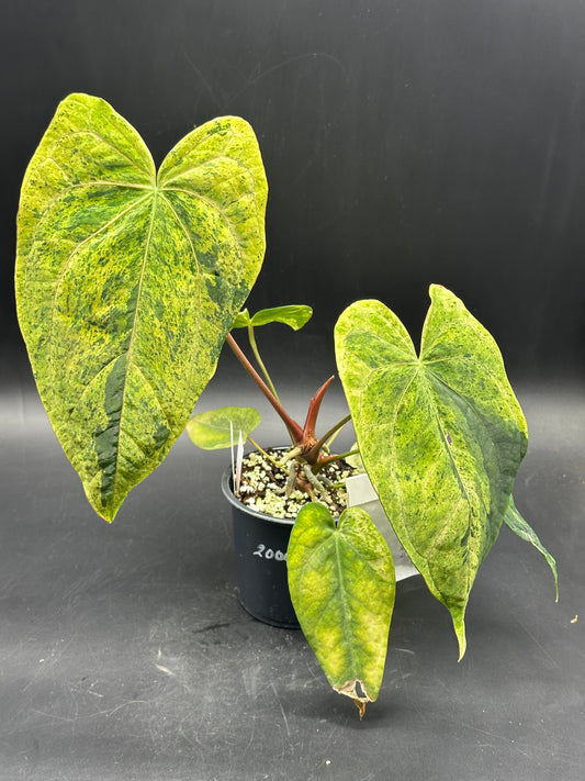 Anthurium peach lava bullion X (520W136)