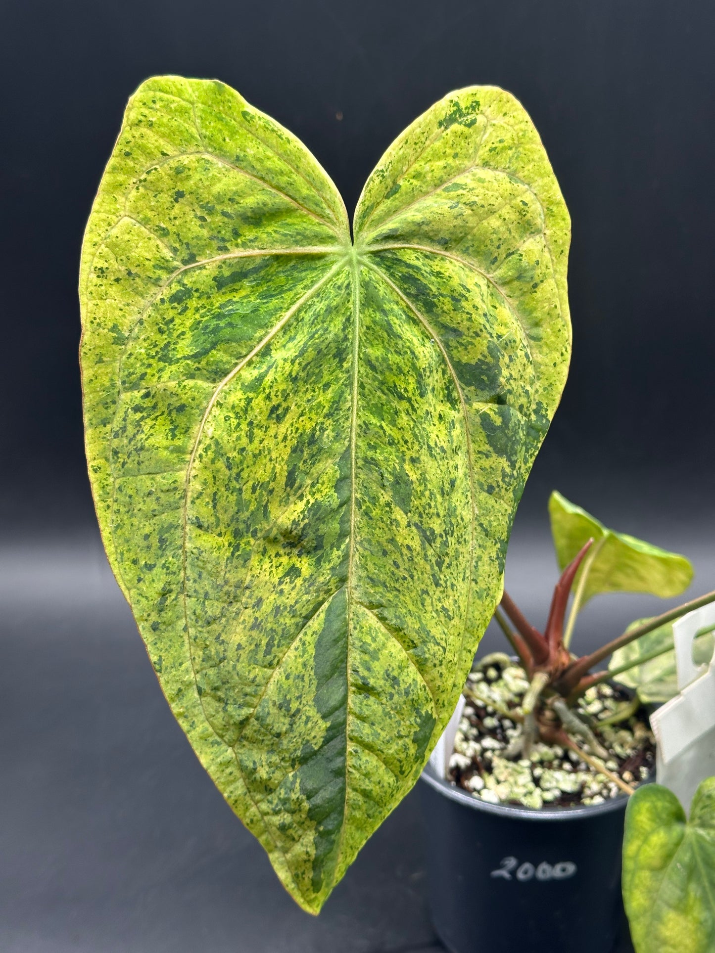 Anthurium peach lava bullion X (520W136)