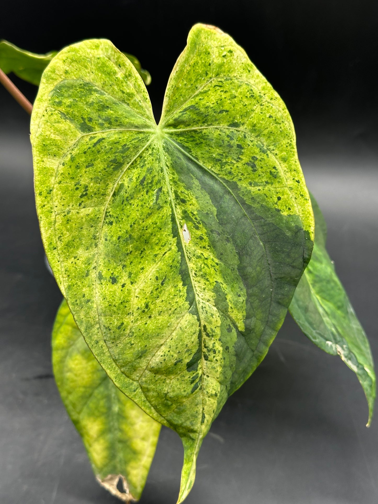 Anthurium peach lava bullion X (520W136)