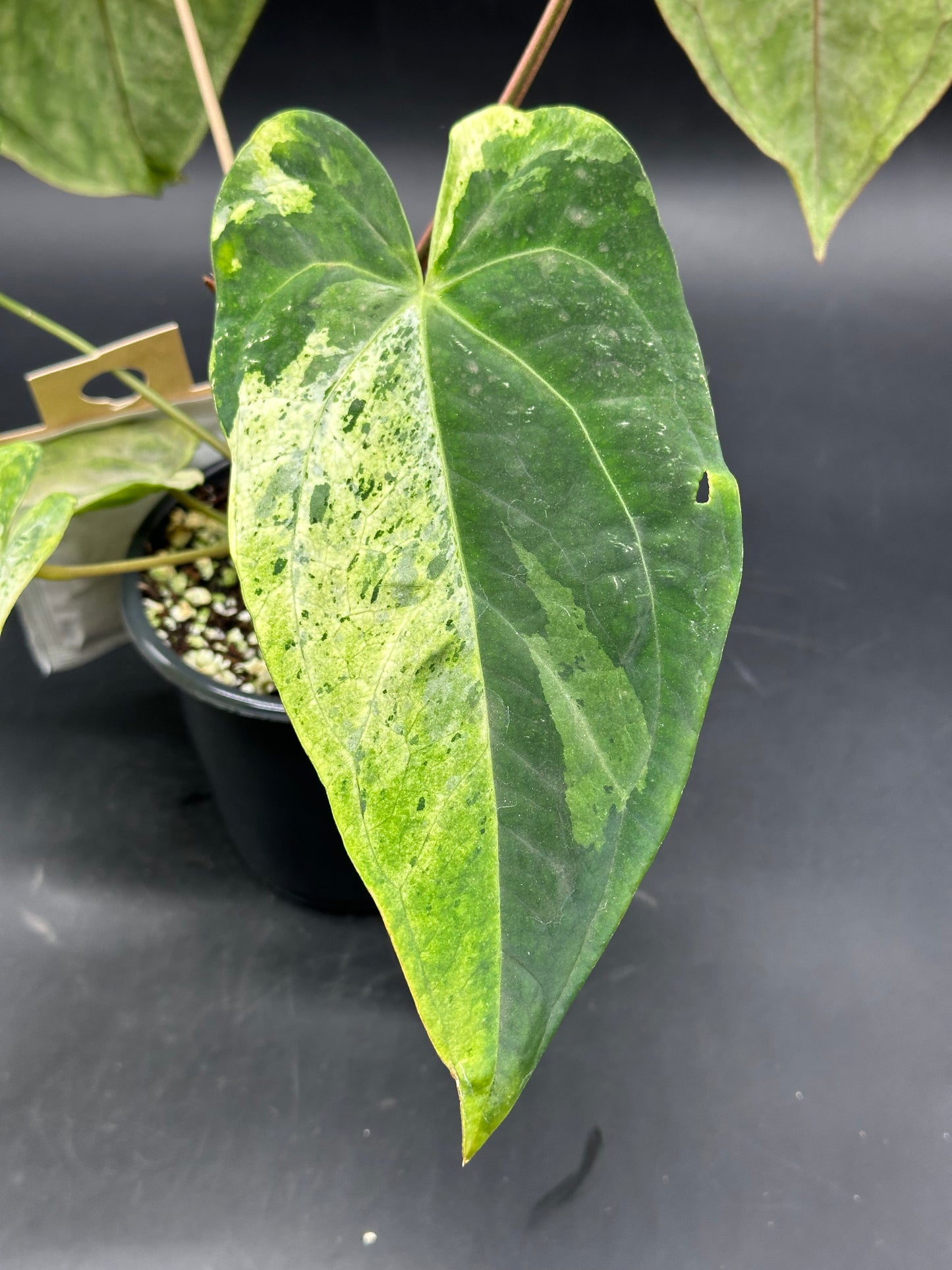 Anthurium peach lava bullion X (520W136)