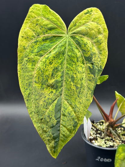 Anthurium peach lava bullion X (520W136)