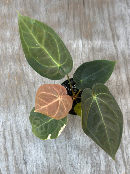 Anthurium Pinky x Ree Gardens Pappillaminum plant with variegated leaves on a wooden surface, showcasing detailed close-ups of its unique foliage.