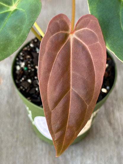 Close-up of Anthurium Pinky x Ree Gardens Pappillaminum leaf, showcasing its detailed texture, part of Next World Exotics' rare variegated tropical houseplants collection.