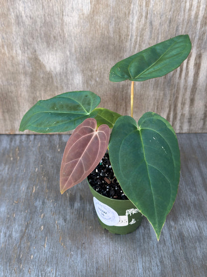 Anthurium Pinky x Ree Gardens Pappillaminum in pot, showcasing lush green leaves. Rare variegated tropical houseplant from Next World Exotics.