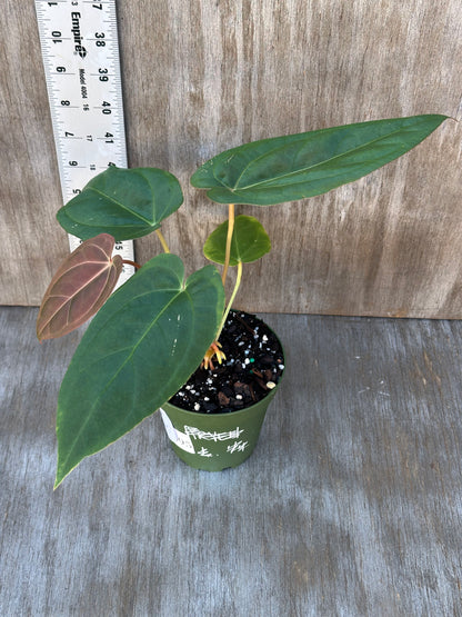 Anthurium Pinky x Ree Gardens Pappillaminum in a pot, showcasing lush green leaves. Ideal for collectors of variegated tropical houseplants.