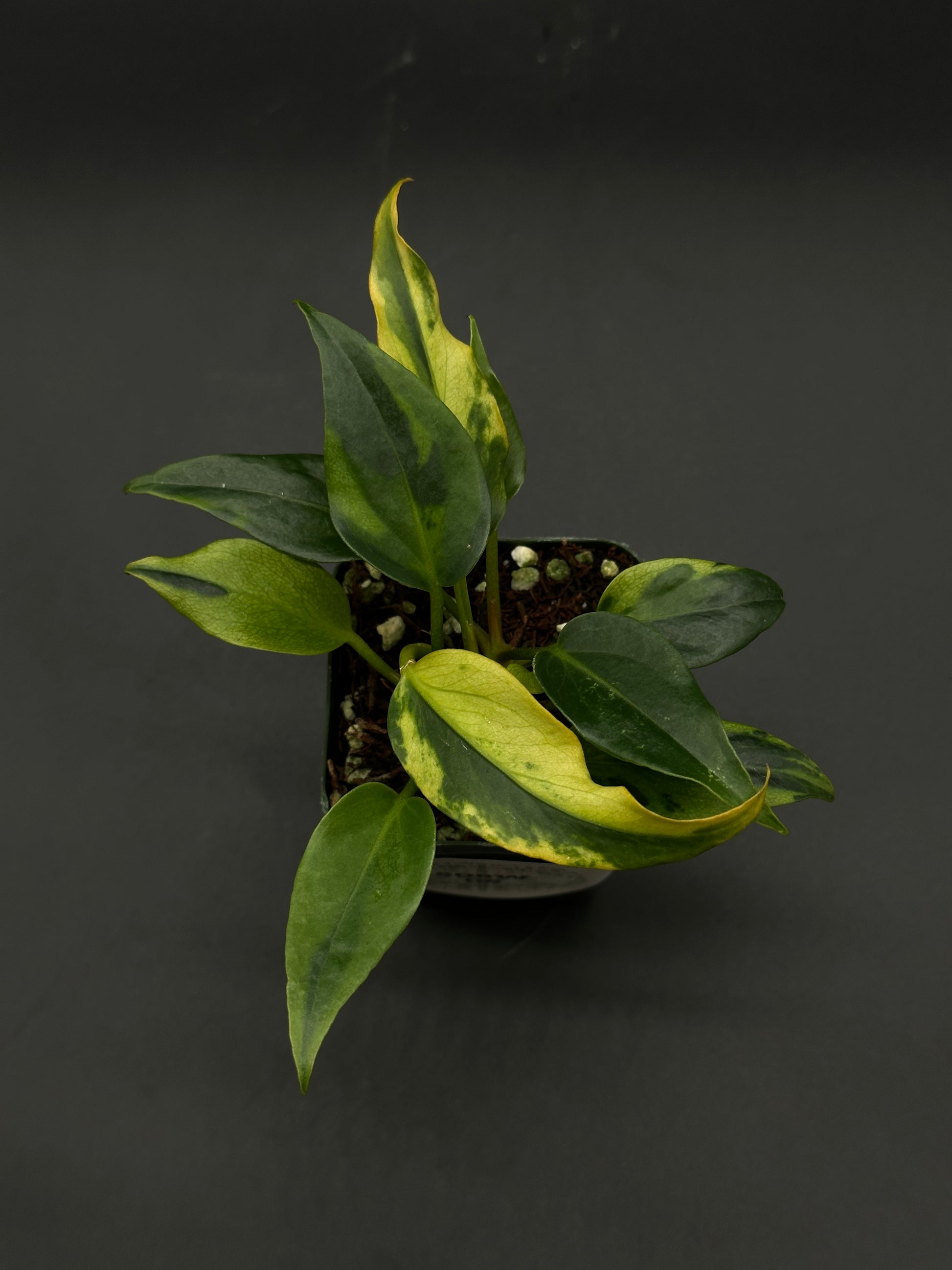 anthurium plowmanii Anthurium Plowmanii Variegated (508W08)
