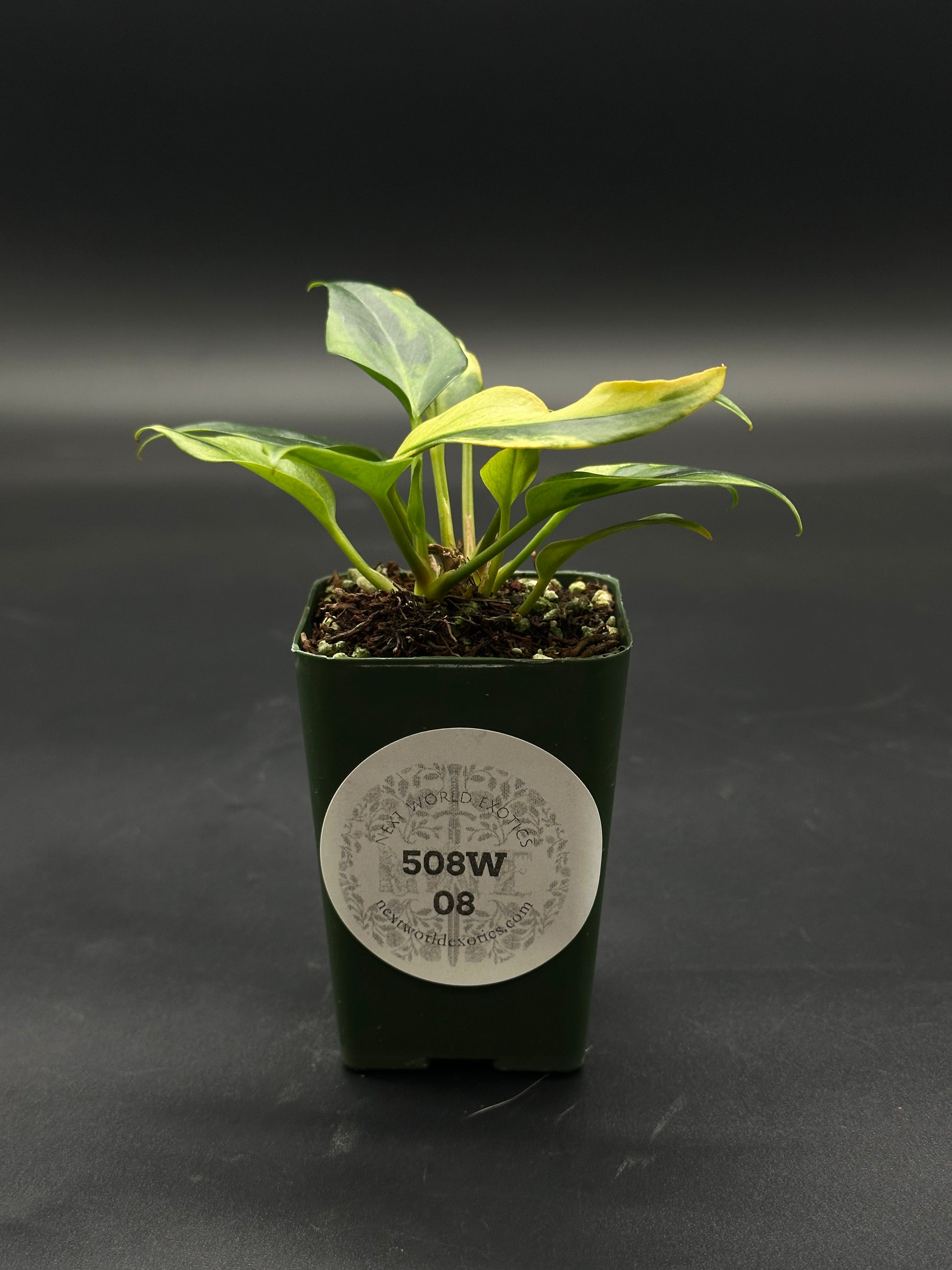 anthurium plowmanii indoor care Anthurium Plowmanii Variegated (508W08)