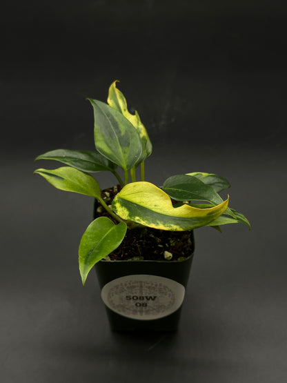 anthurium plowmanii turning yellow Anthurium Plowmanii Variegated (508W08)