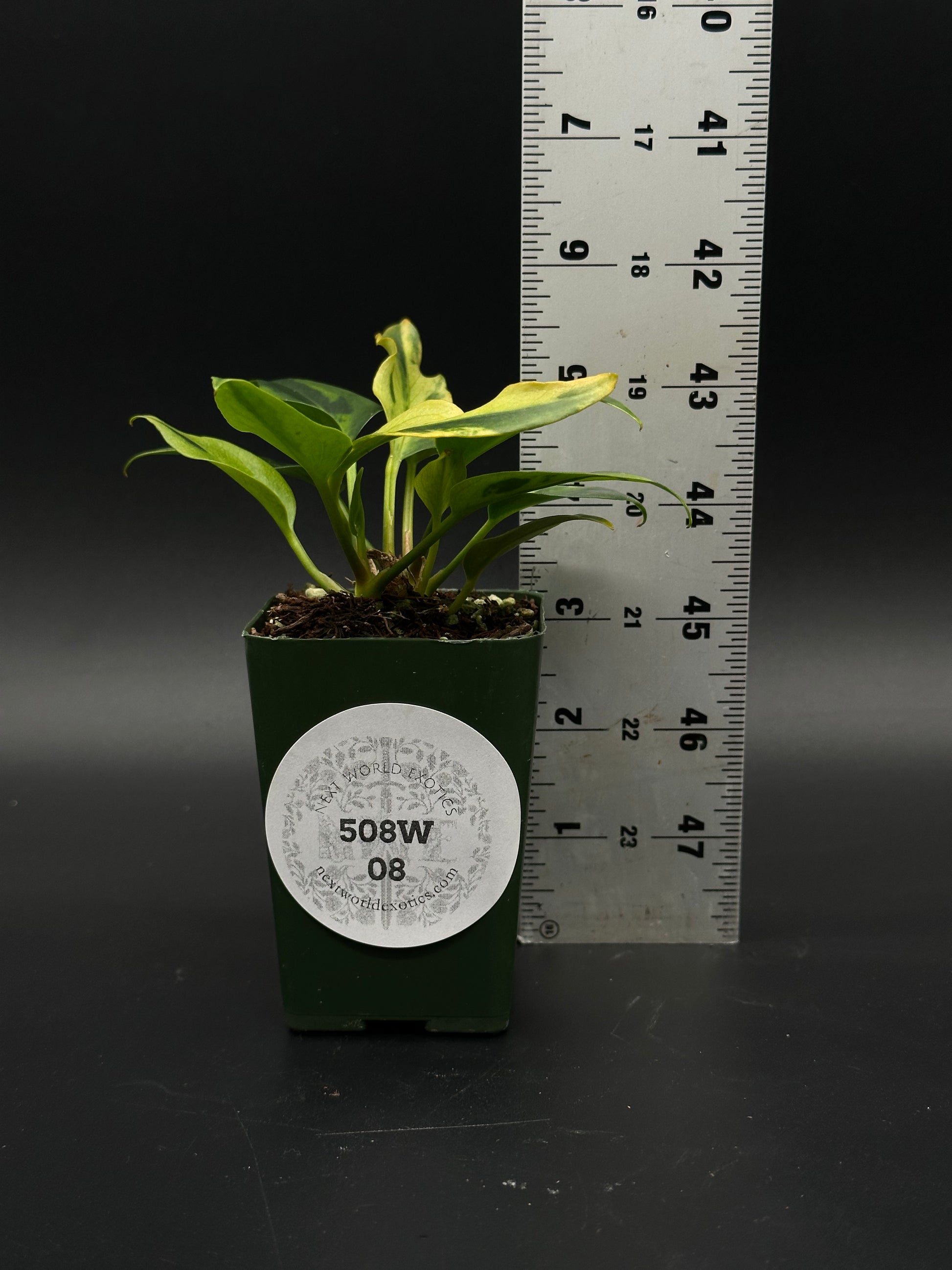 anthurium plowmani Anthurium Plowmanii Variegated (508W08)