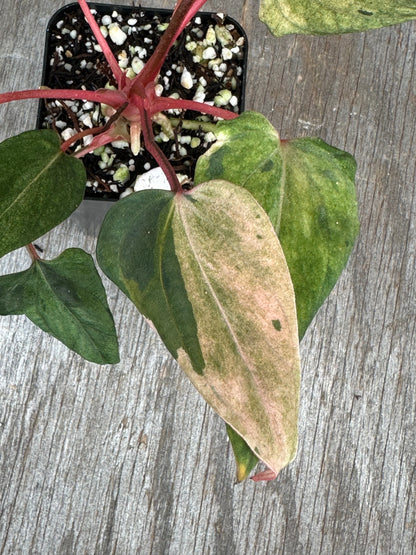 Anthurium Portillae 'Dorito' Variegated Division/Clone 727WEB072
