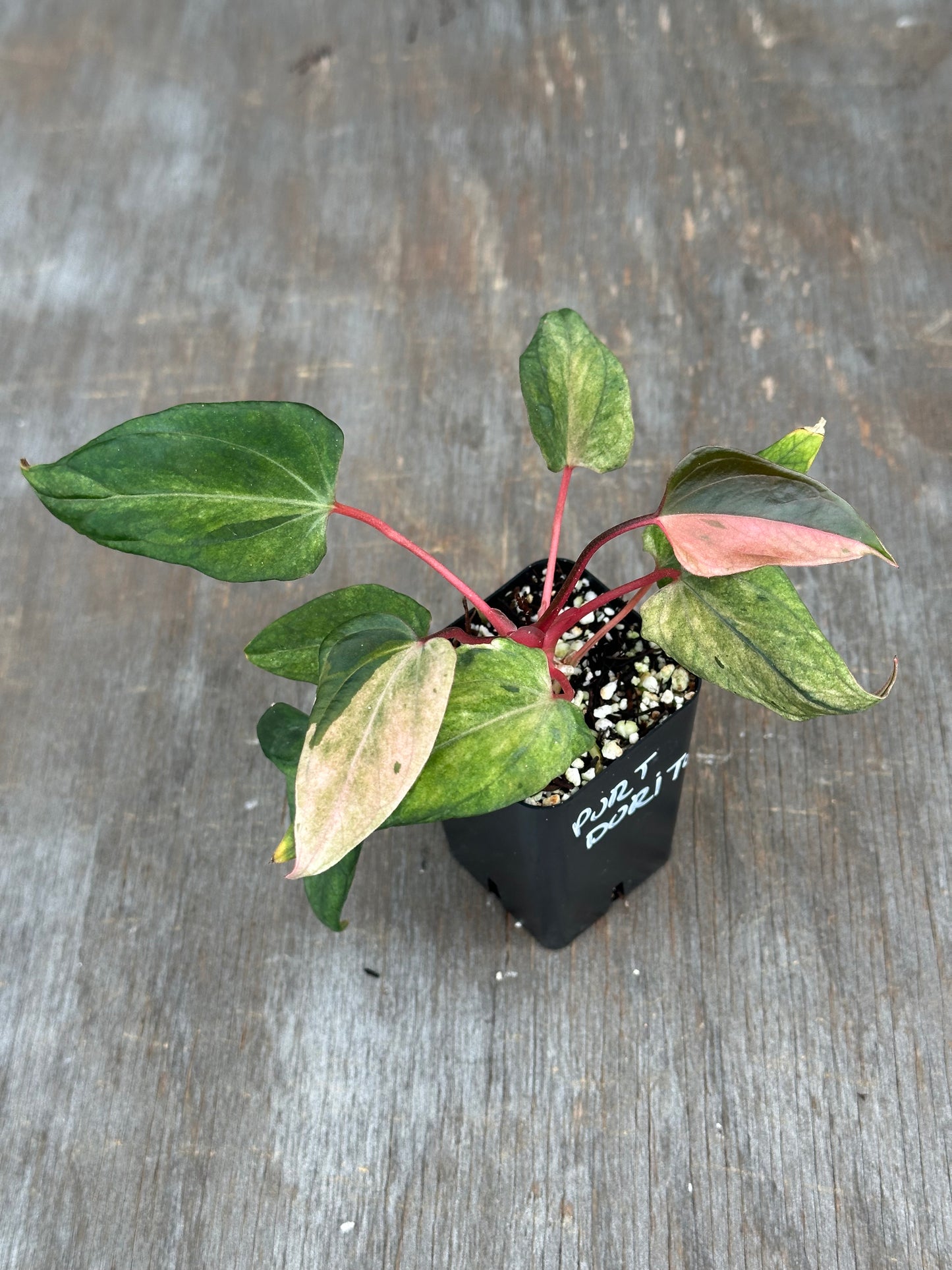 Anthurium Portillae 'Dorito' Variegated Division/Clone 727WEB072