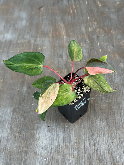 Anthurium Portillae 'Dorito' Variegated Division/Clone 727WEB072