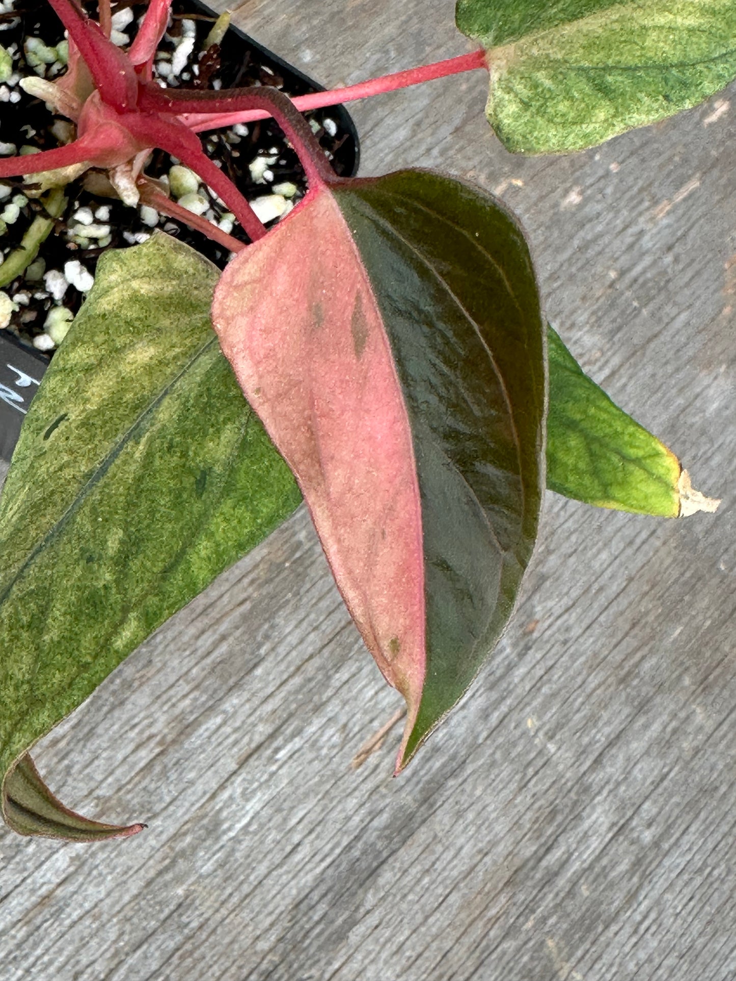 Anthurium Portillae 'Dorito' Variegated Division/Clone 727WEB072