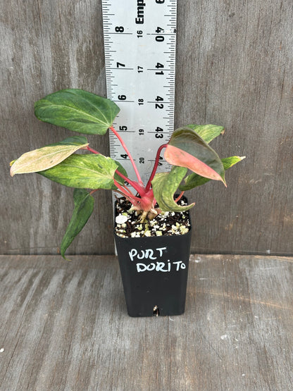 Anthurium Portillae 'Dorito' Variegated Division/Clone 727WEB072