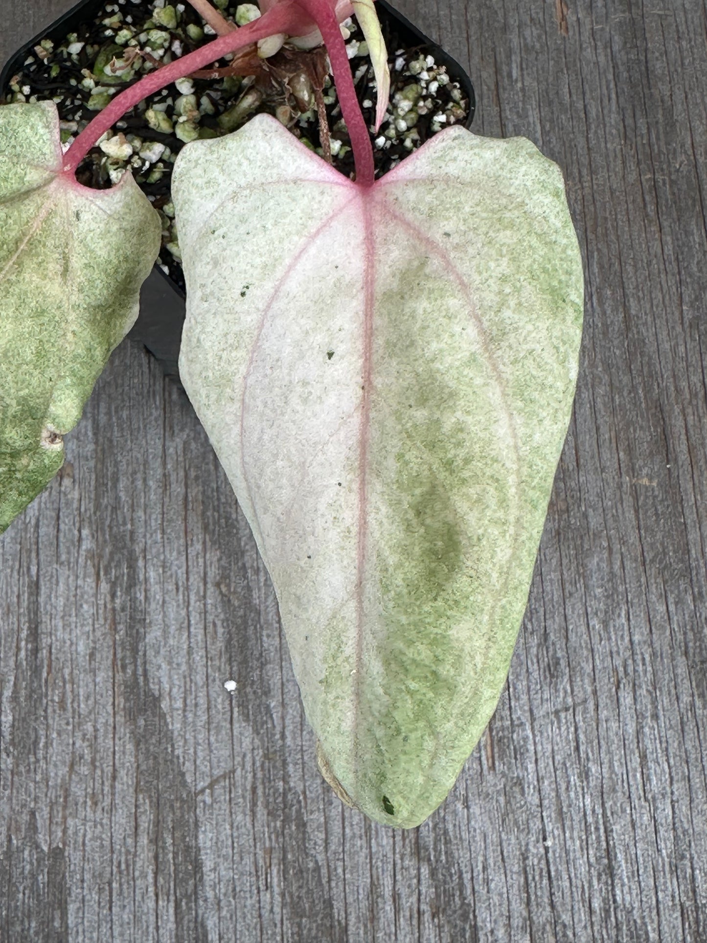 Anthurium Portillae 'Dorito' Variegated Division/Clone 727WEB069