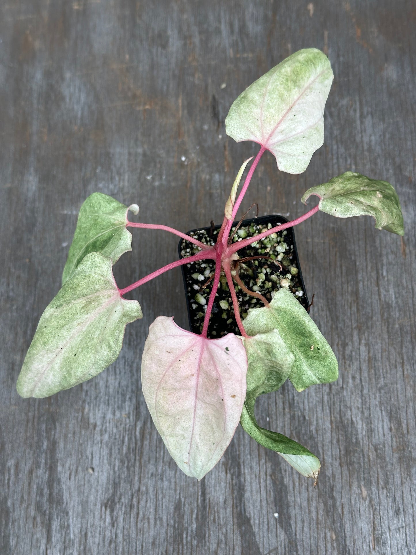 Anthurium Portillae 'Dorito' Variegated Division/Clone 727WEB069