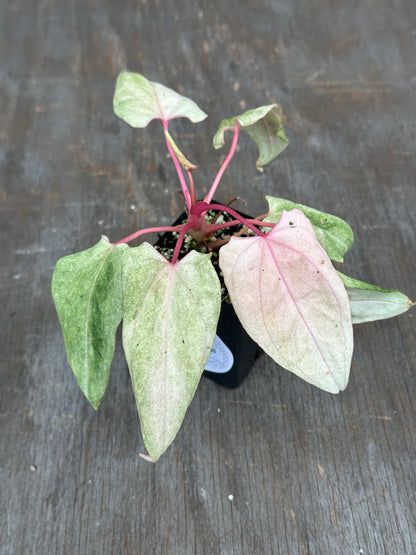 Anthurium Portillae 'Dorito' Variegated Division/Clone 727WEB069