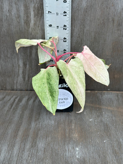 Anthurium Portillae 'Dorito' Variegated Division/Clone 727WEB069