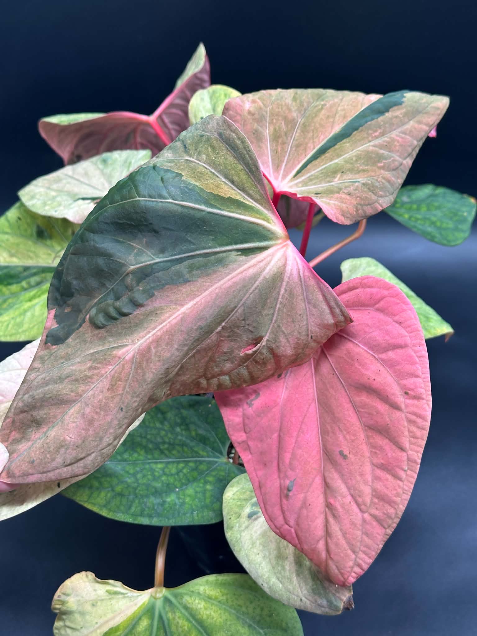 アンスリウム ムーネニー 希少】Anthurium moonenii / アンスリウム