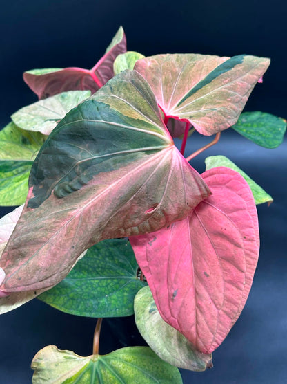 Anthurium Portillae 'Dorito' Variegated Division/Clone 727WEB069