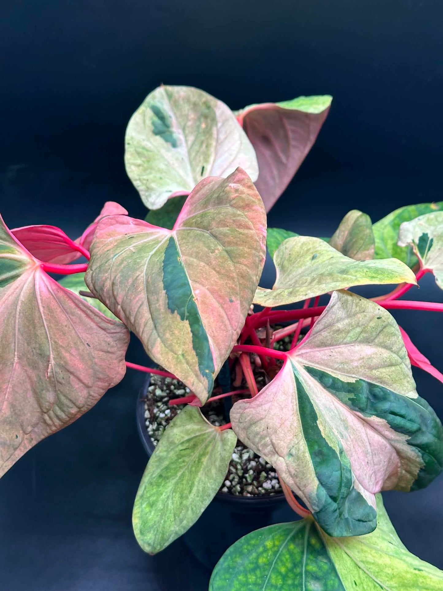 Anthurium Portillae 'Dorito' Variegated Division/Clone 727WEB069