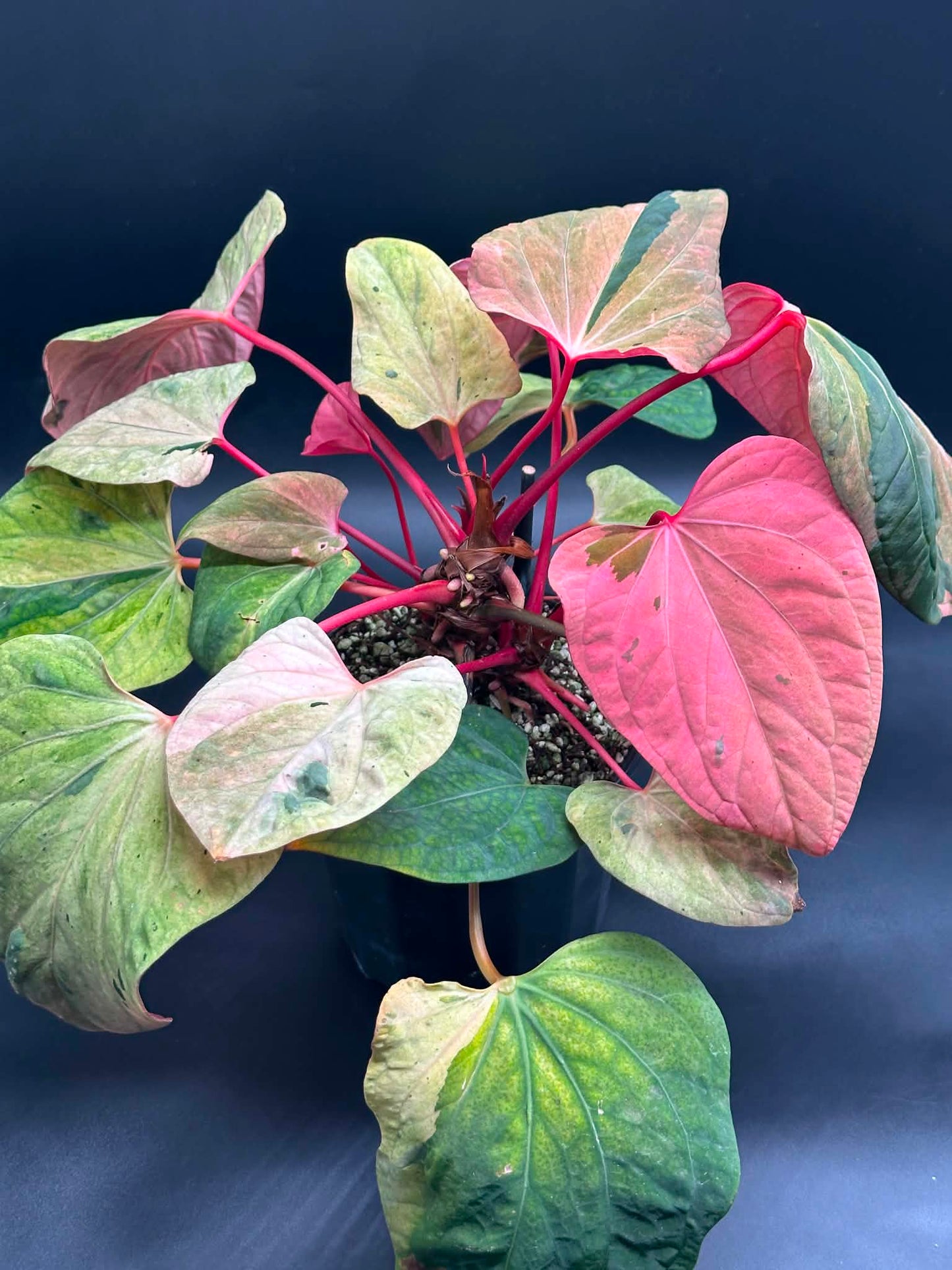 Anthurium Portillae 'Dorito' Variegated Division/Clone 727WEB069