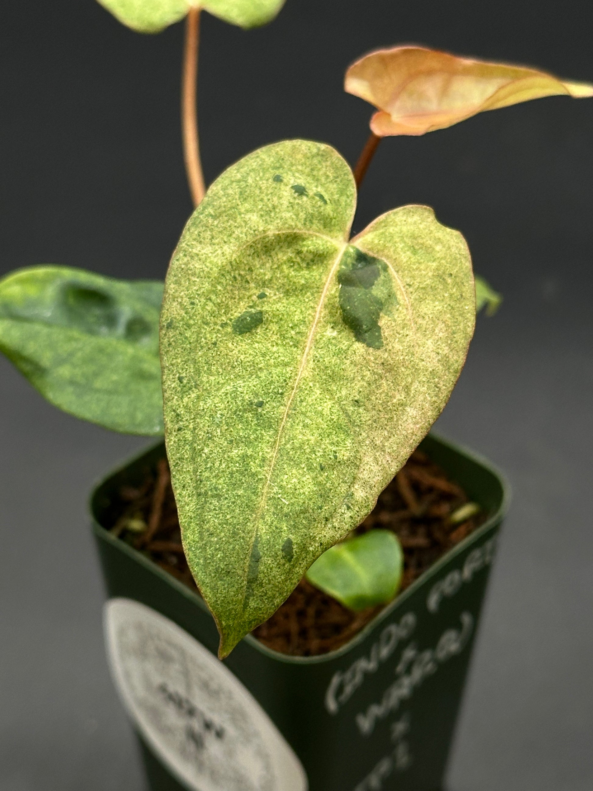 anthurium portillae Anthurium (Portillae x Warocqueanum) x Papillilaminum 'Thai' (417W11)