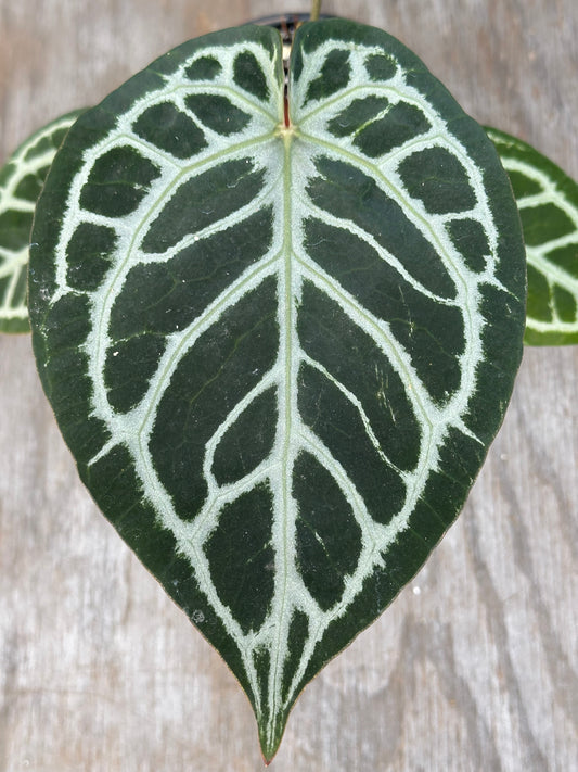 Anthurium Red Tiger 727WEB011