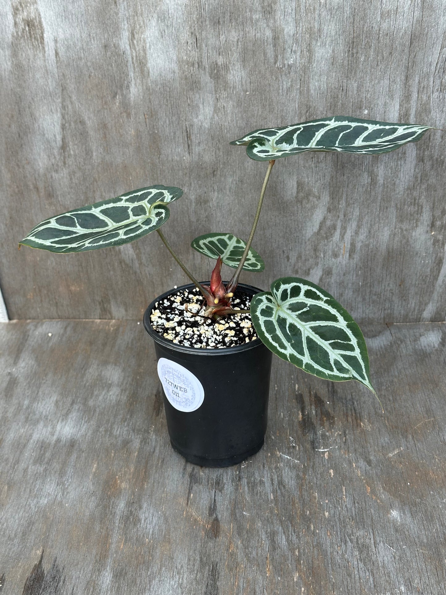 Anthurium Red Tiger 727WEB011