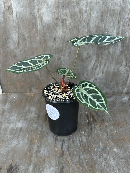Anthurium Red Tiger 727WEB011