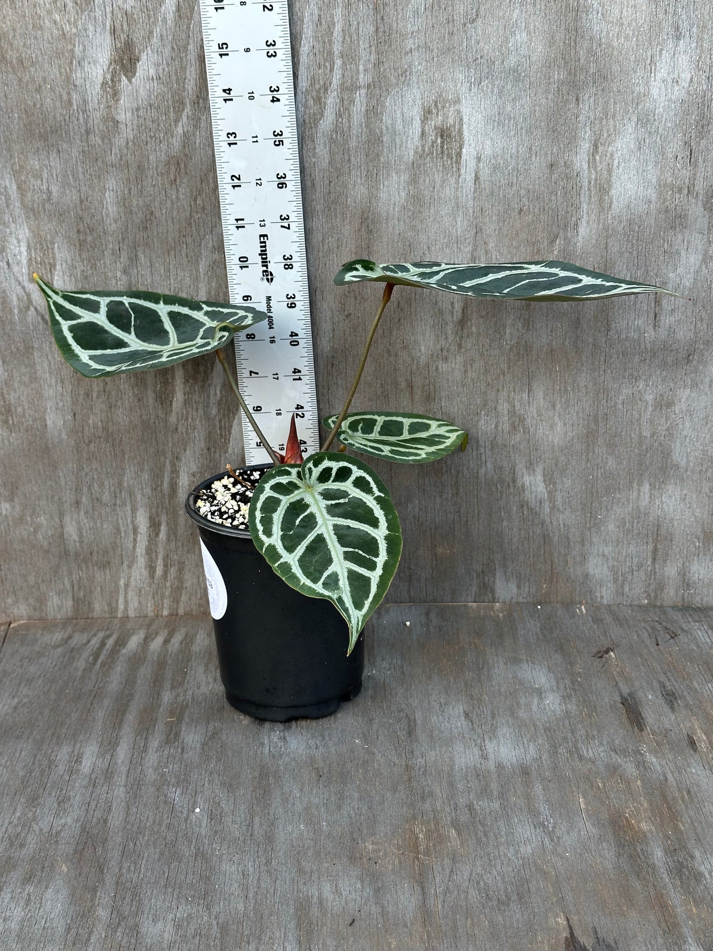 Anthurium Red Tiger 727WEB011