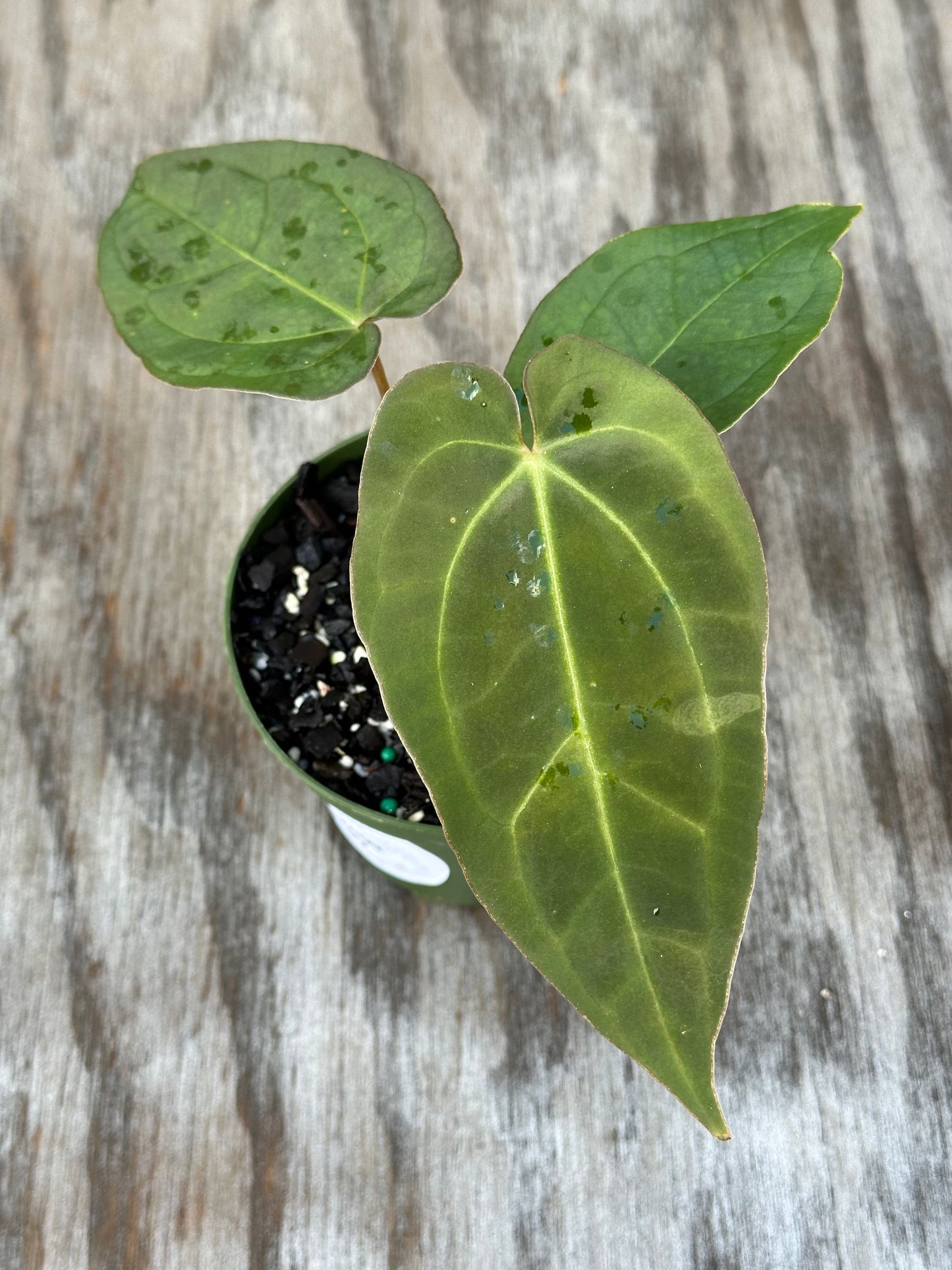 Anthurium Regale x SBVEP (1024W27) in a 4-inch pot; lush green leaves with a close-up view, highlighting its exotic appeal from Next World Exotics.