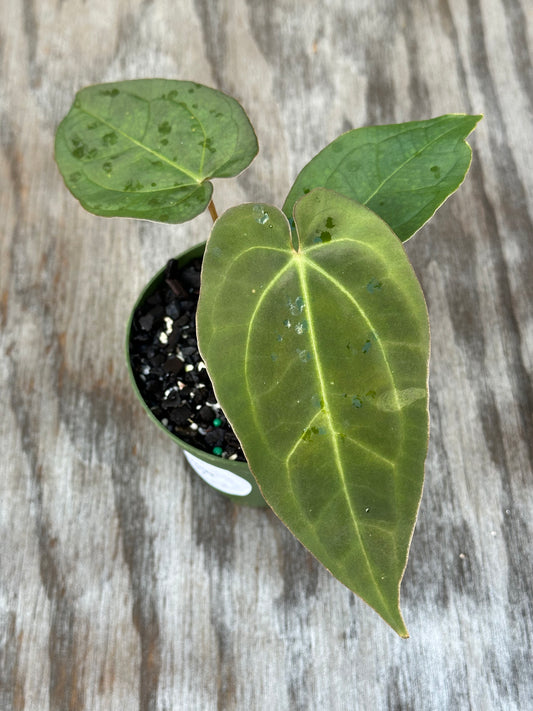 Anthurium Regale x SBVEP (1024W27) in a 4-inch pot; lush green leaves with a close-up view, highlighting its exotic appeal from Next World Exotics.