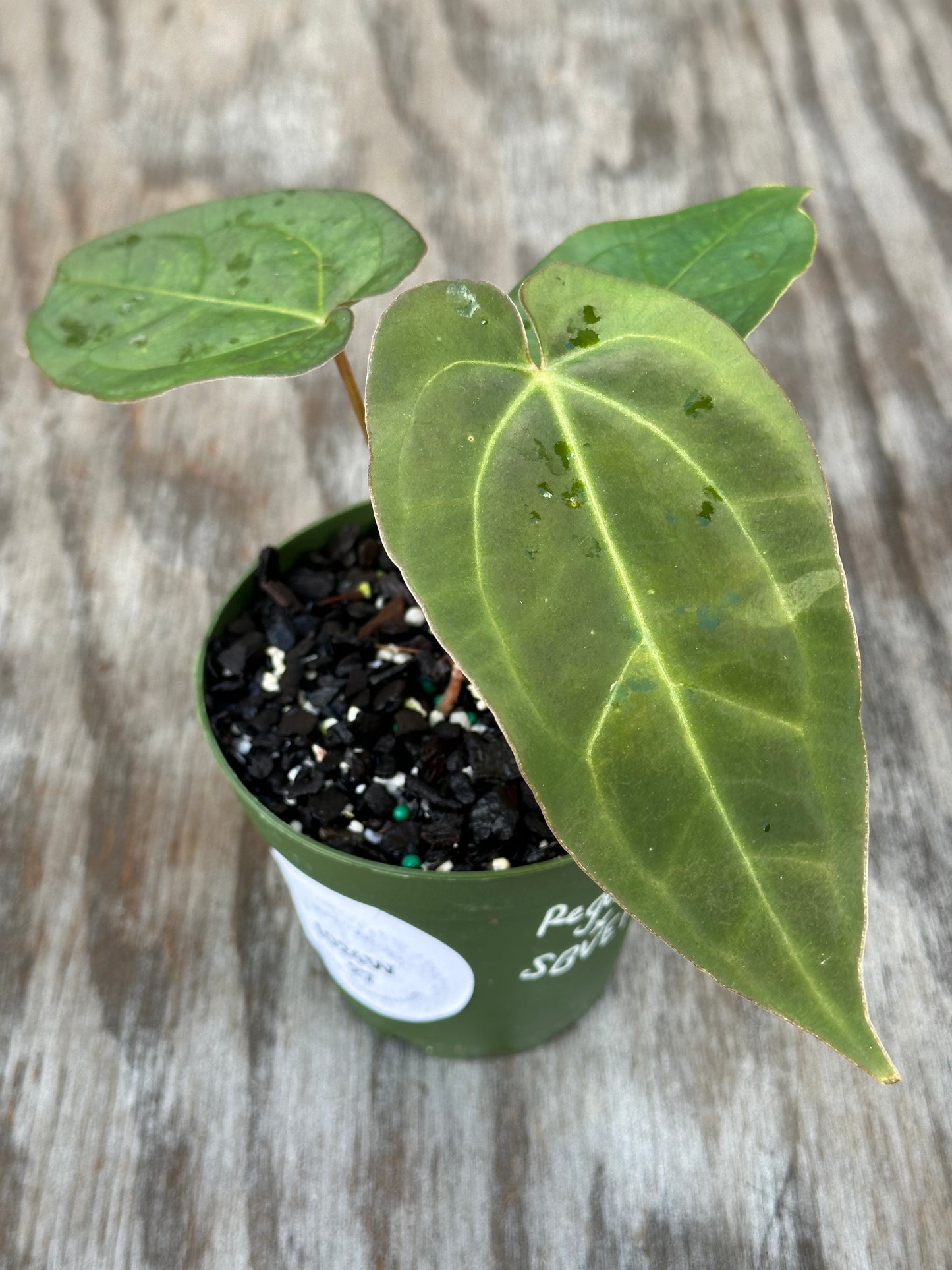 Anthurium Regale x SBVEP (1024W27) in a 4-inch pot, showcasing lush green leaves, part of Next World Exotics' rare houseplant collection.