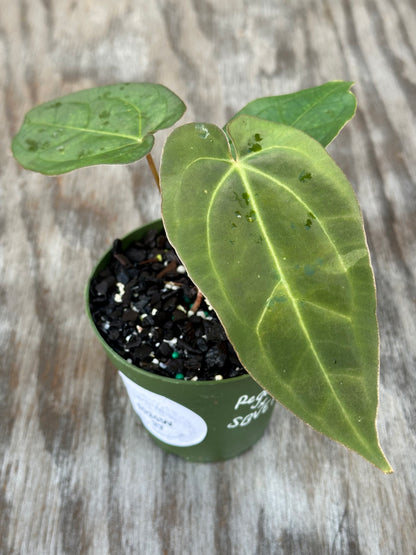 Anthurium Regale x SBVEP (1024W27) in a 4-inch pot, showcasing lush green leaves, part of Next World Exotics' rare houseplant collection.