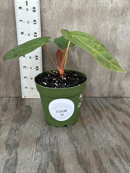 Anthurium Regale x SBVEP (1024W27) in a 4-inch pot, showcasing lush green leaves with a white label, ideal for plant collectors from Next World Exotics.