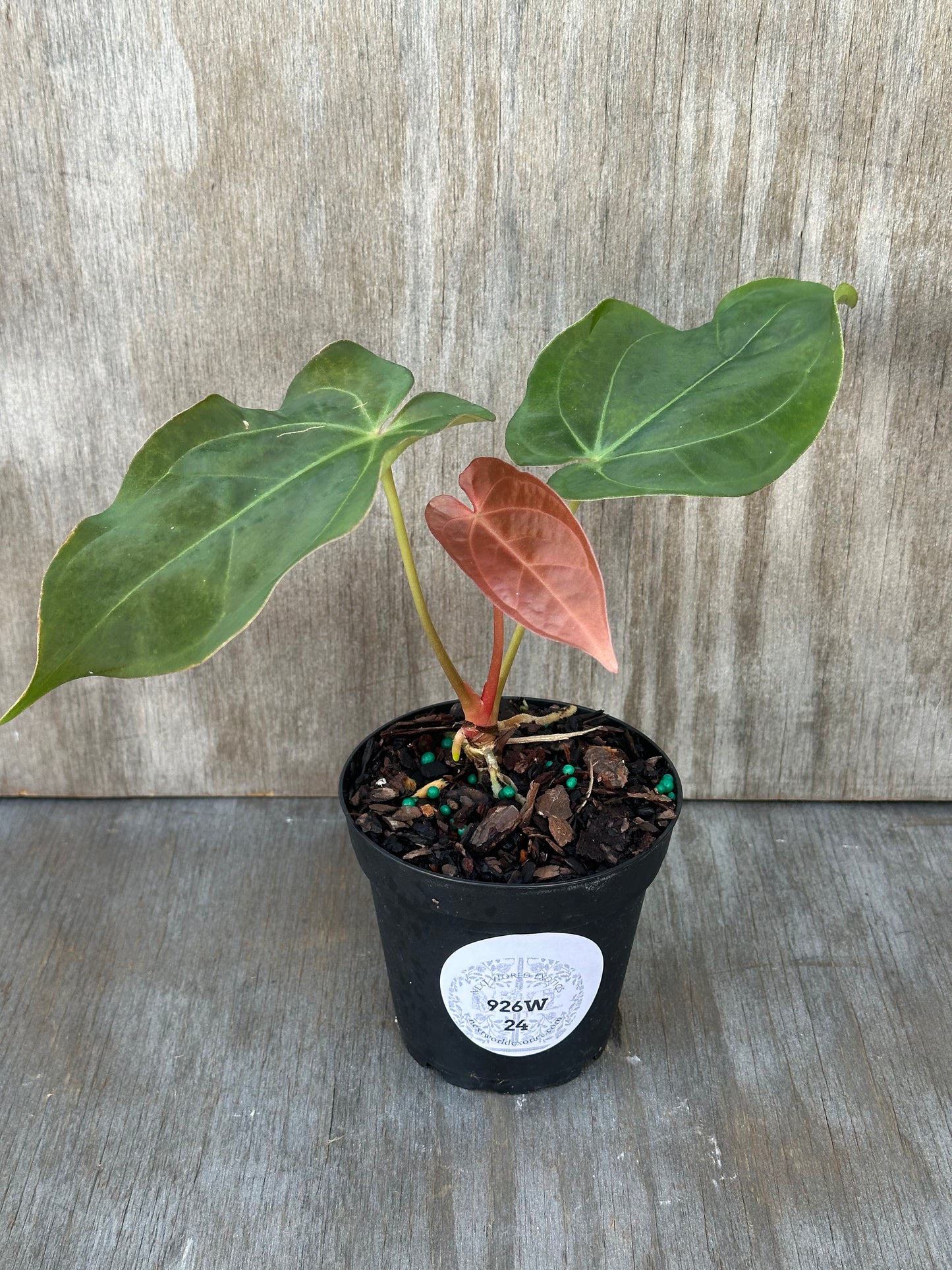 Anthurium Regale x SBVEP (926W24) plant in a 4-inch pot with visible leaves and soil, ideal for exotic houseplant collectors.