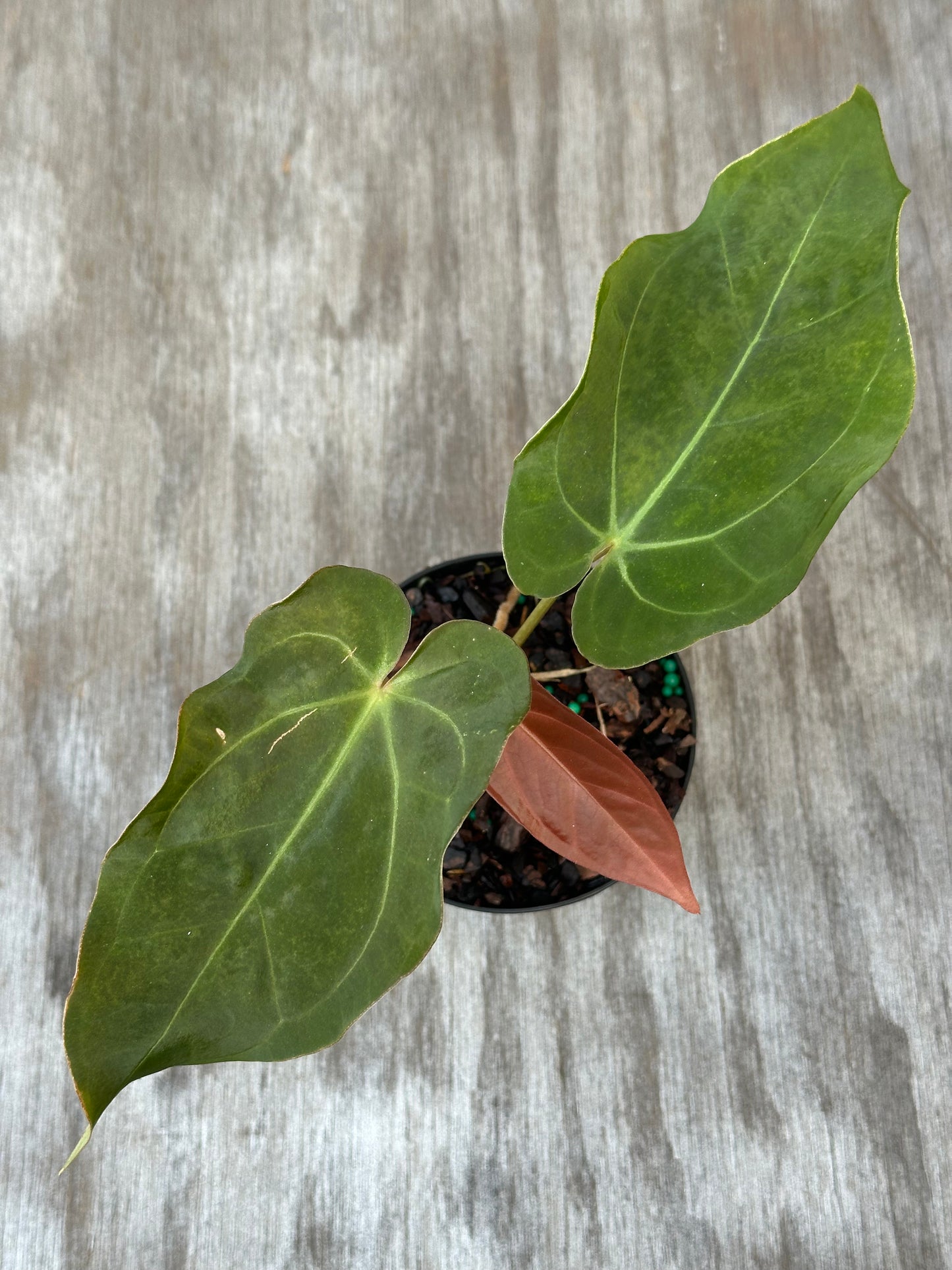 Anthurium Regale x SBVEP (926W24) in a 4-inch pot, showcasing broad, textured leaves. Part of Next World Exotics' rare, variegated tropical houseplant collection.