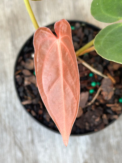 Close-up of Anthurium Regale x SBVEP (926W24) leaf, showcasing intricate veining and lush texture, grown in a 4-inch pot by Next World Exotics.