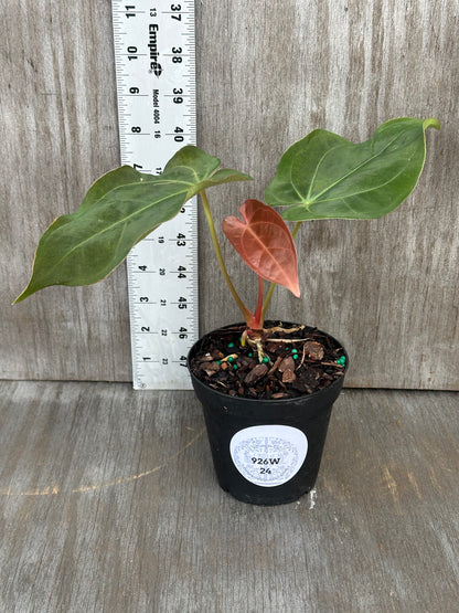 Anthurium Regale x SBVEP (926W24) plant in a 4-inch pot next to a ruler, showcasing its growth and leaf details.