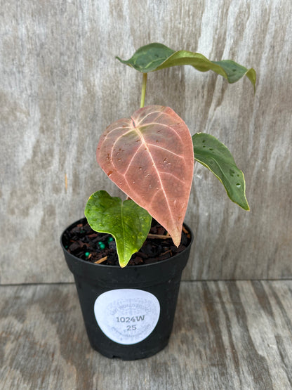 Anthurium SKG x SBVEP (1024W25) in a 4-inch pot, showcasing lush leaves. Part of Next World Exotics' rare variegated tropical houseplant collection.