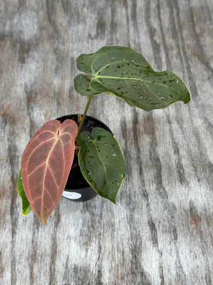 Anthurium SKG x SBVEP (1024W25) in a 4-inch pot, showcasing a lush arrangement of green and red leaves, ideal for exotic plant collectors.