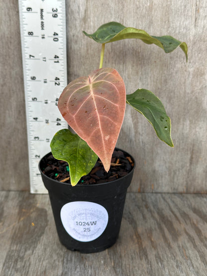 Anthurium SKG x SBVEP plant in a 4-inch pot, showcasing lush leaves, part of Next World Exotics' rare variegated tropical houseplant collection.