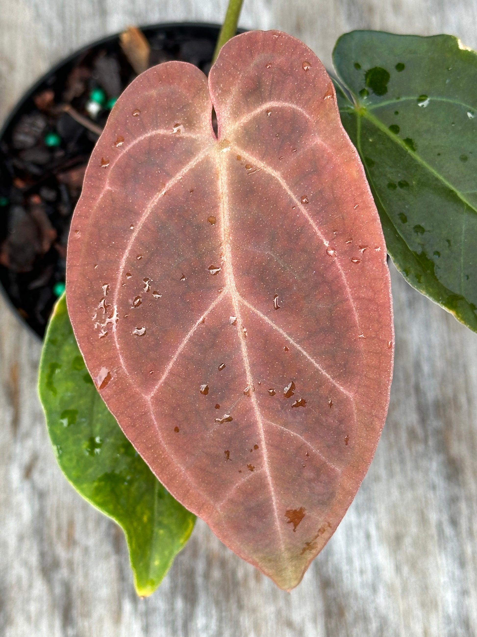 Close-up of Anthurium SKG x SBVEP (1024W25) leaf, showcasing its intricate texture. Part of Next World Exotics' rare, seed-grown tropical houseplant collection.