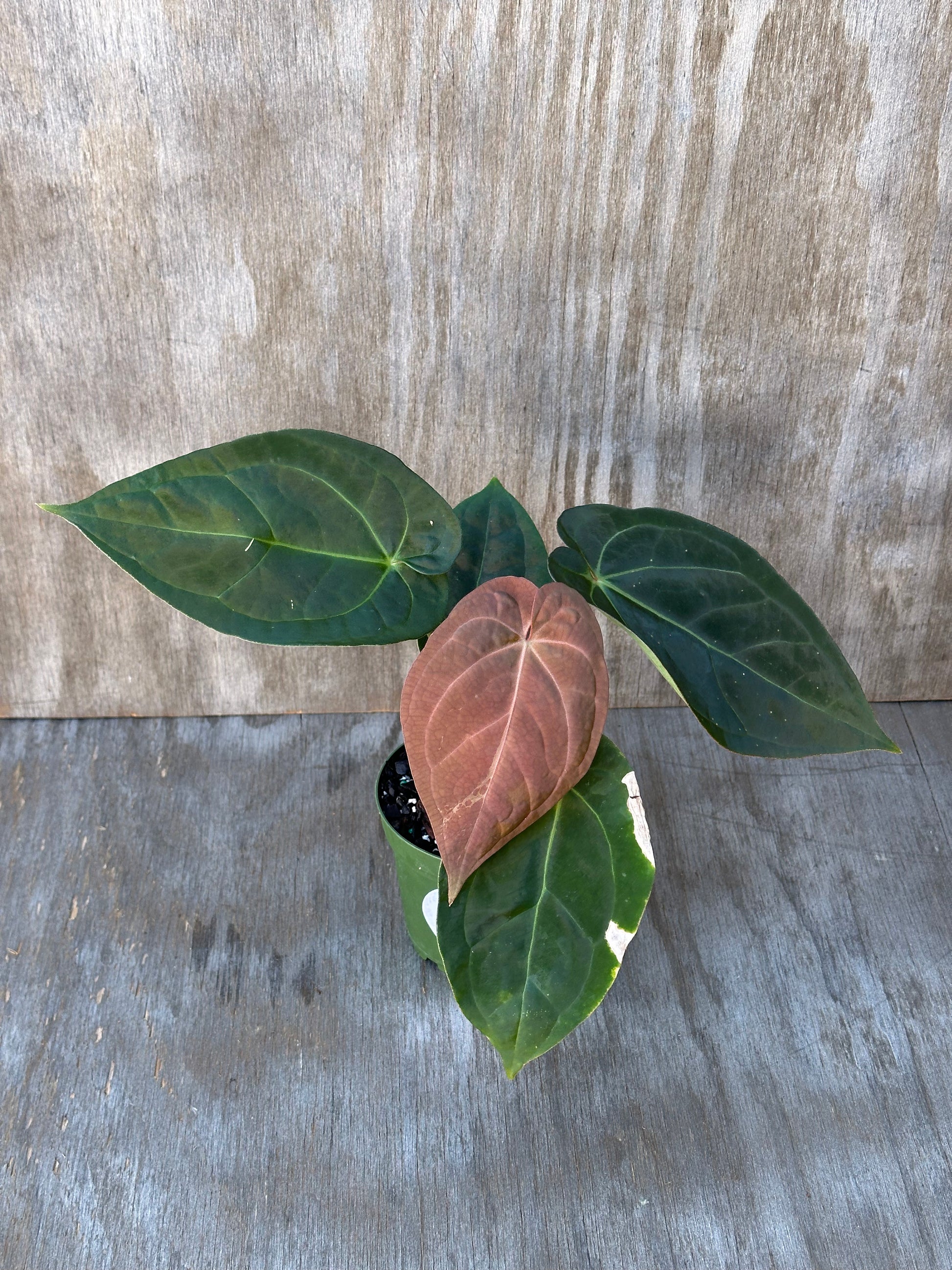 Anthurium SKG x SBVEP (103W16): Close-up of a variegated tropical houseplant leaf, ideal for collectors and enthusiasts from Next World Exotics.